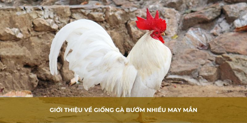 Tìm hiểu về màu mệnh của gà bướm